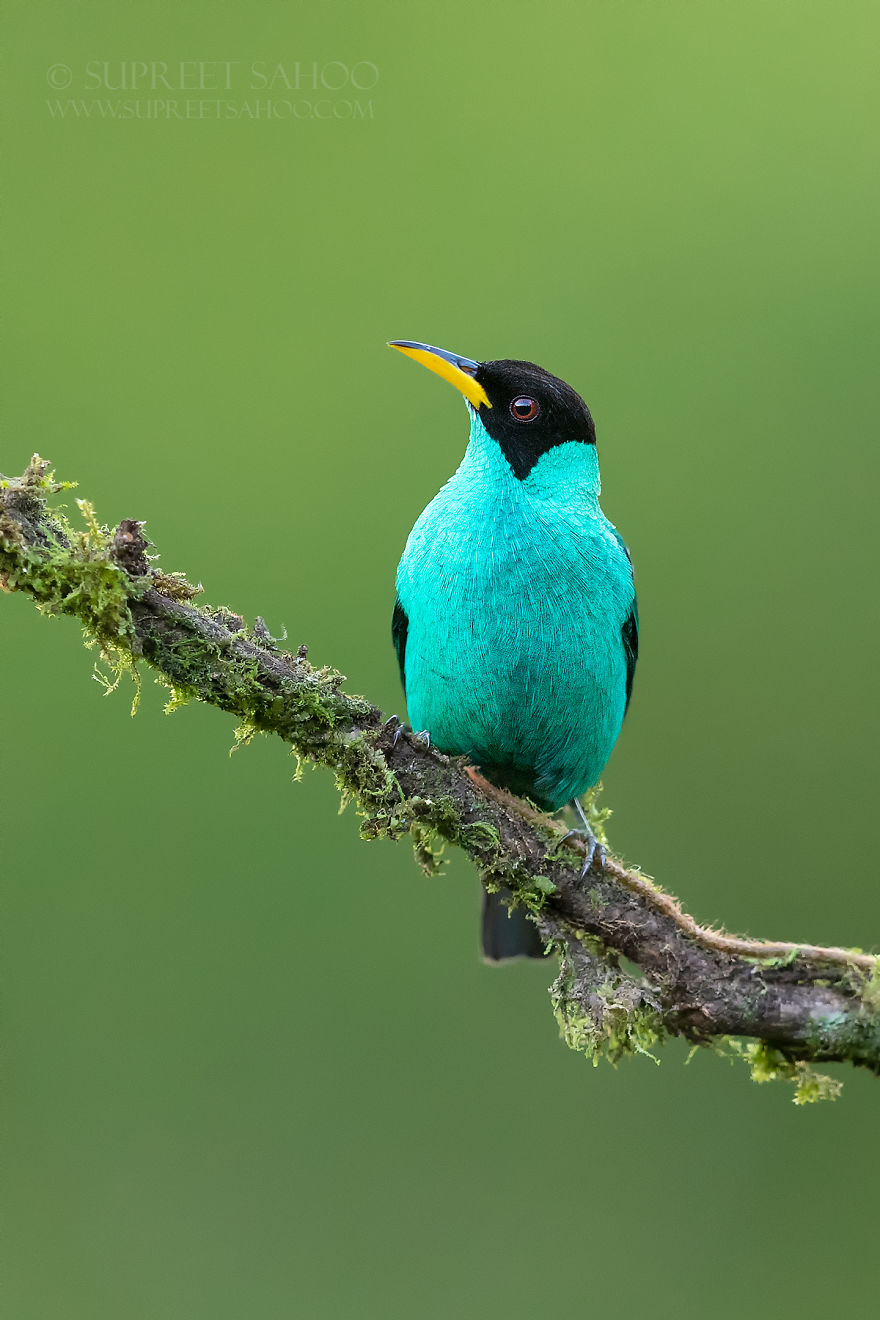 Green Honeycreeper