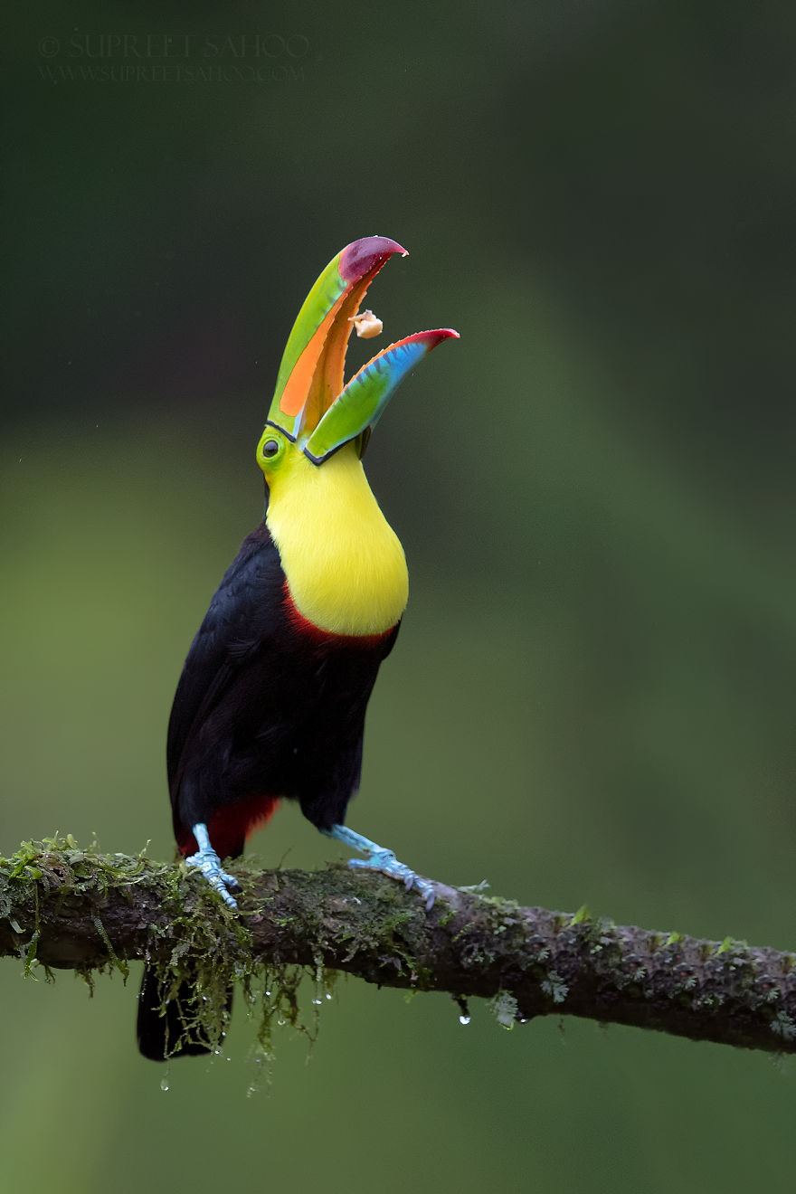 Keel-Billed Toucan