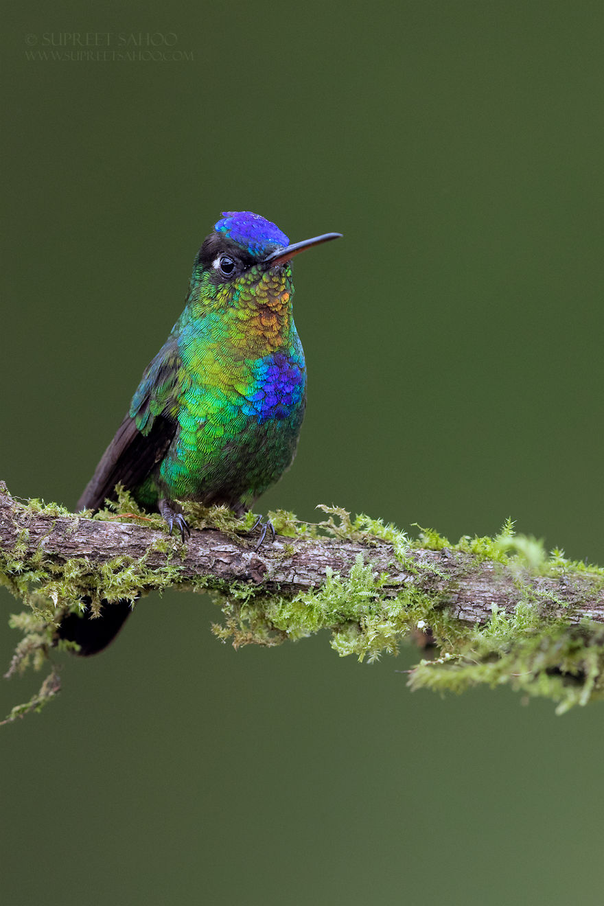 Fiery-Throated Hummingbird