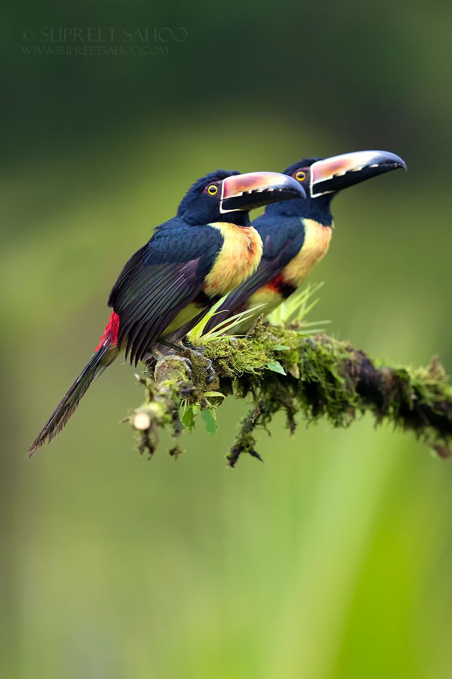 Collared Aracari