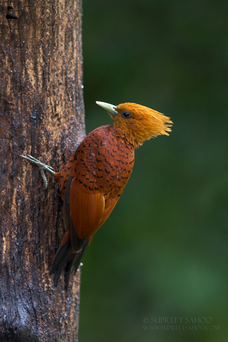 Chestnut-Colored Woodpecker