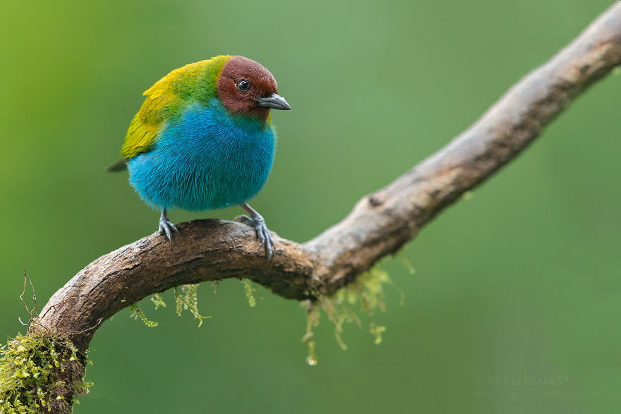 Bay-Headed Tanager