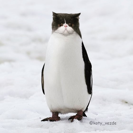 Funny-Animals-Photoshopped-Cats-Koty-Vezde