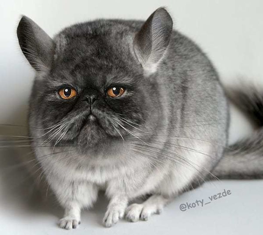 Funny-Animals-Photoshopped-Cats-Koty-Vezde