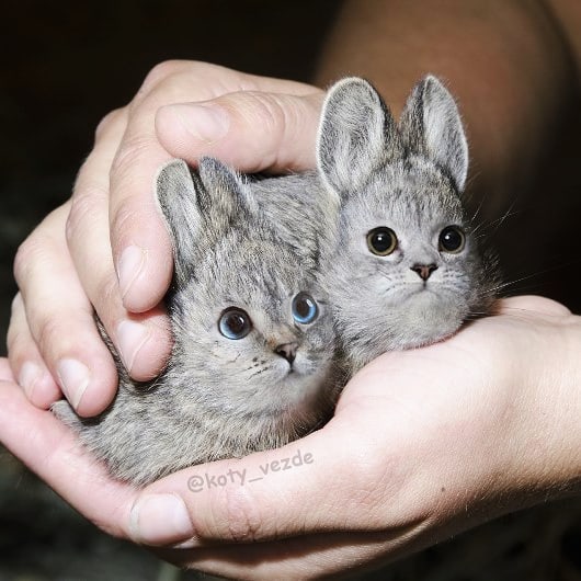 Funny-Animals-Photoshopped-Cats-Koty-Vezde