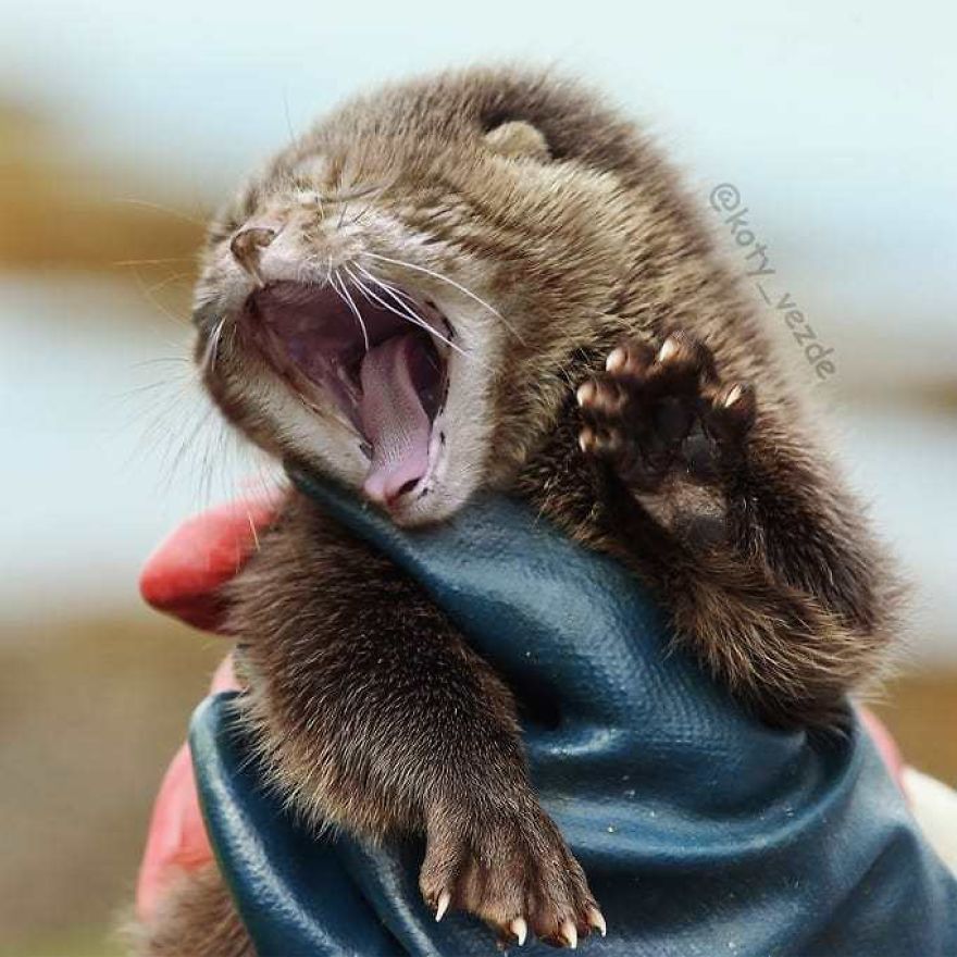 Funny-Animals-Photoshopped-Cats-Koty-Vezde