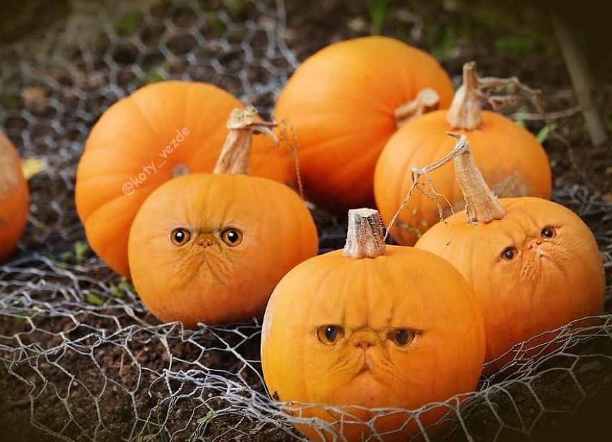 Funny-Animals-Photoshopped-Cats-Koty-Vezde