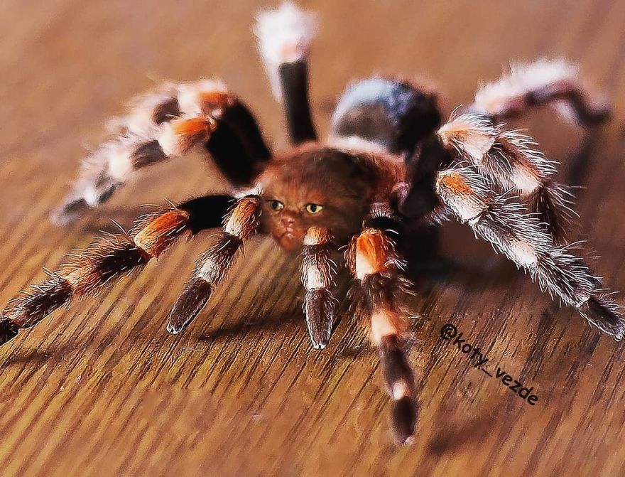 Funny-Animals-Photoshopped-Cats-Koty-Vezde