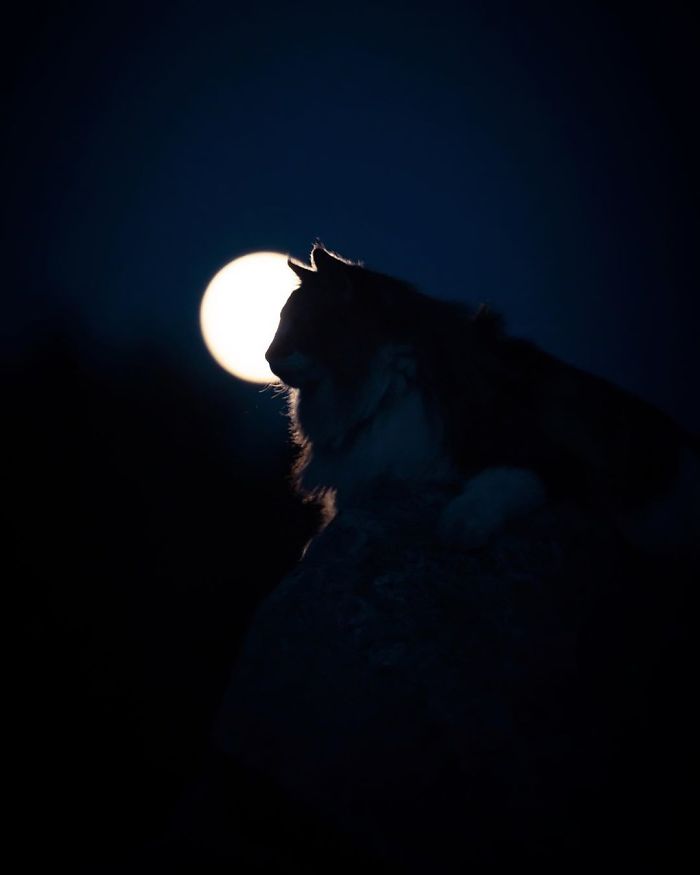 Owners Let Their Norwegian Forest Cat Roam Freely Outside, And He Looks Majestic (32 Pics)