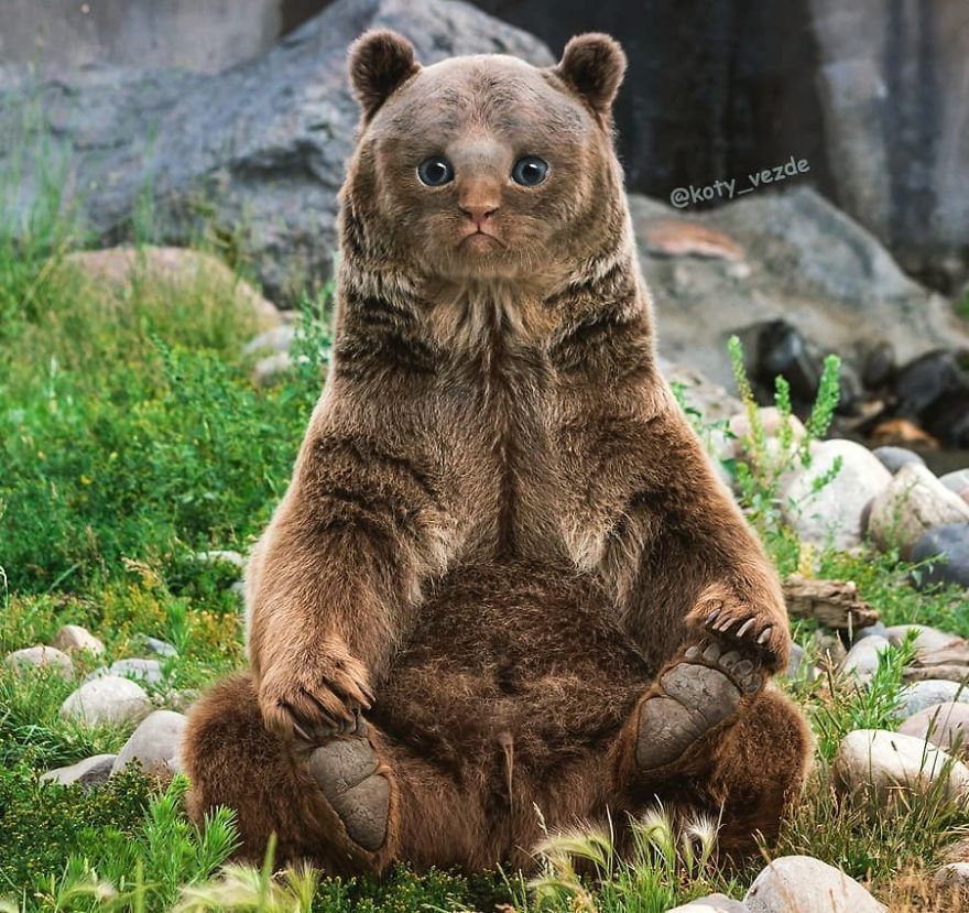 Funny-Animals-Photoshopped-Cats-Koty-Vezde