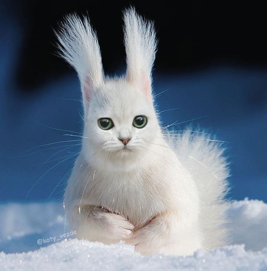 Funny-Animals-Photoshopped-Cats-Koty-Vezde