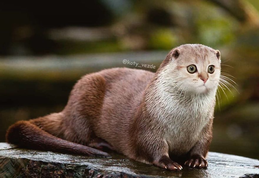 Funny-Animals-Photoshopped-Cats-Koty-Vezde