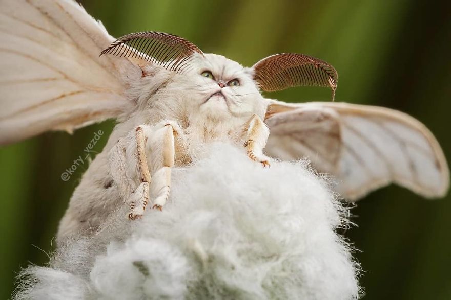 Funny-Animals-Photoshopped-Cats-Koty-Vezde