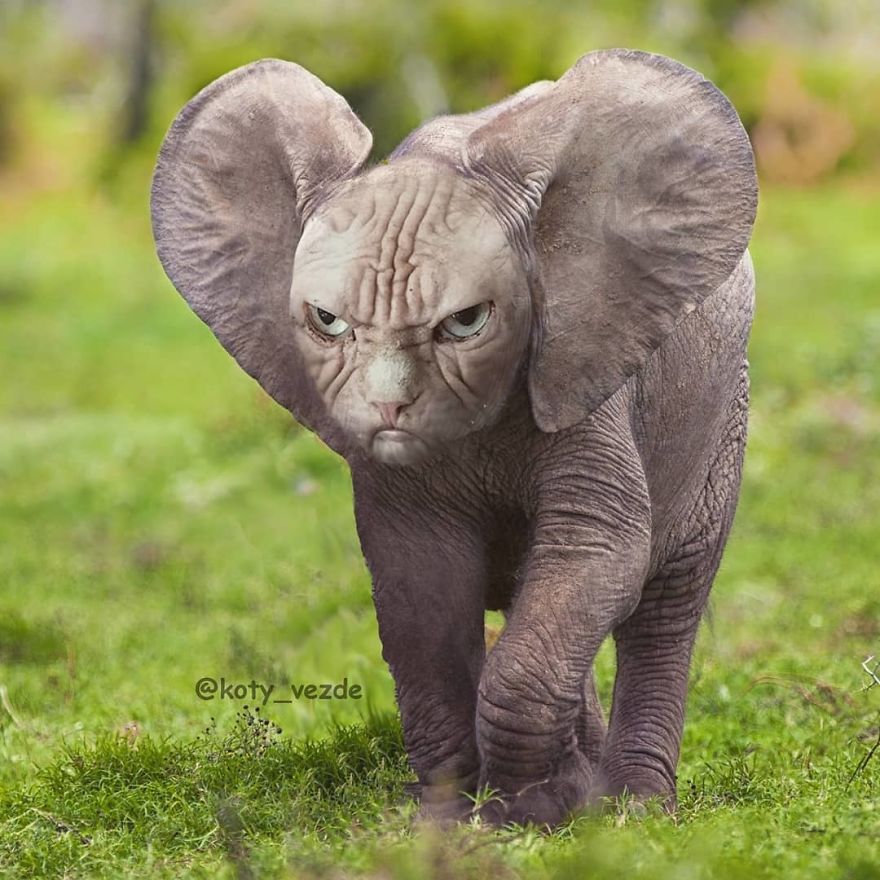 Funny-Animals-Photoshopped-Cats-Koty-Vezde