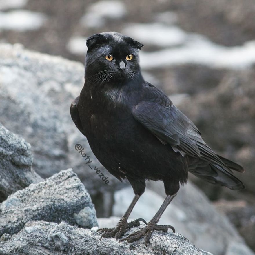 Funny-Animals-Photoshopped-Cats-Koty-Vezde