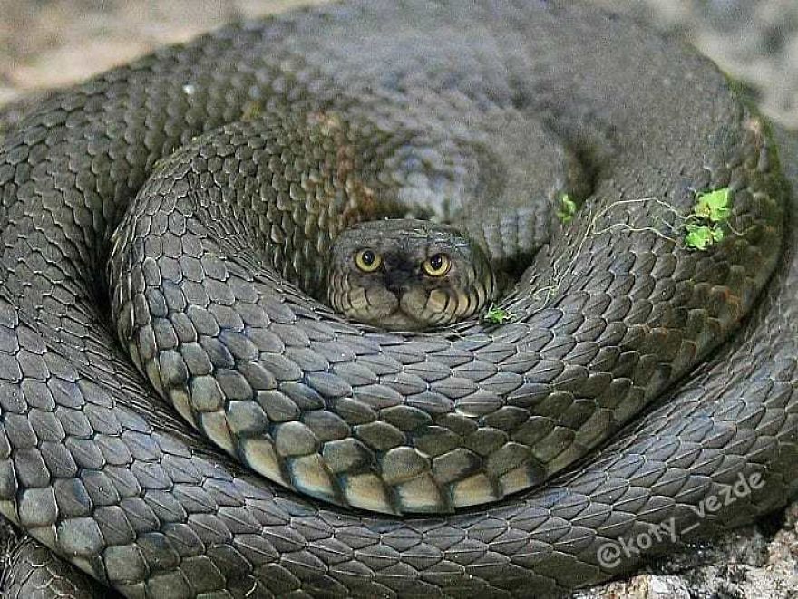 Funny-Animals-Photoshopped-Cats-Koty-Vezde