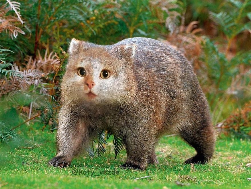 Funny-Animals-Photoshopped-Cats-Koty-Vezde