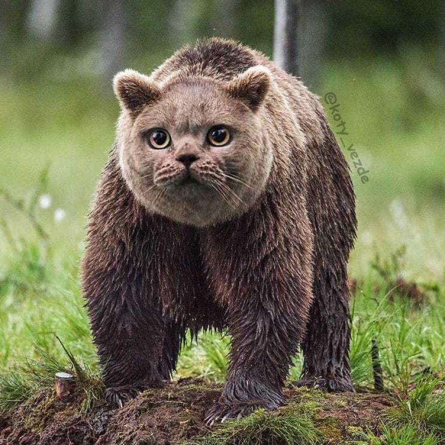Funny-Animals-Photoshopped-Cats-Koty-Vezde