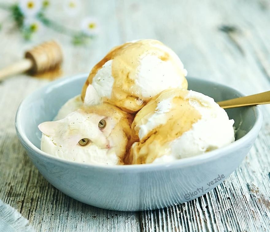 Funny-Animals-Photoshopped-Cats-Koty-Vezde