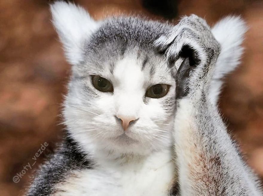 Funny-Animals-Photoshopped-Cats-Koty-Vezde