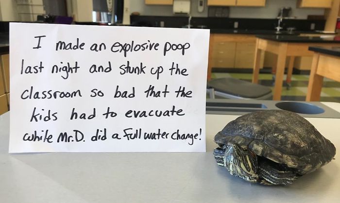 Yeah I’m Pet-Shaming A Turtle