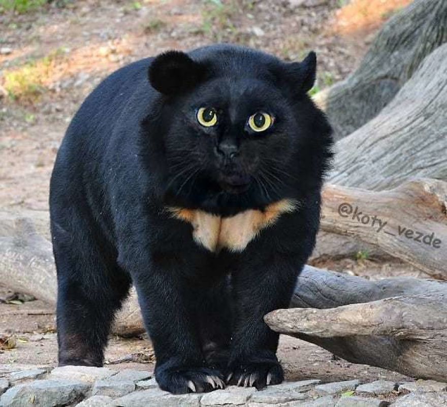 Funny-Animals-Photoshopped-Cats-Koty-Vezde