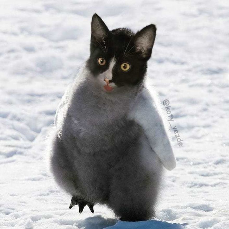 Funny-Animals-Photoshopped-Cats-Koty-Vezde