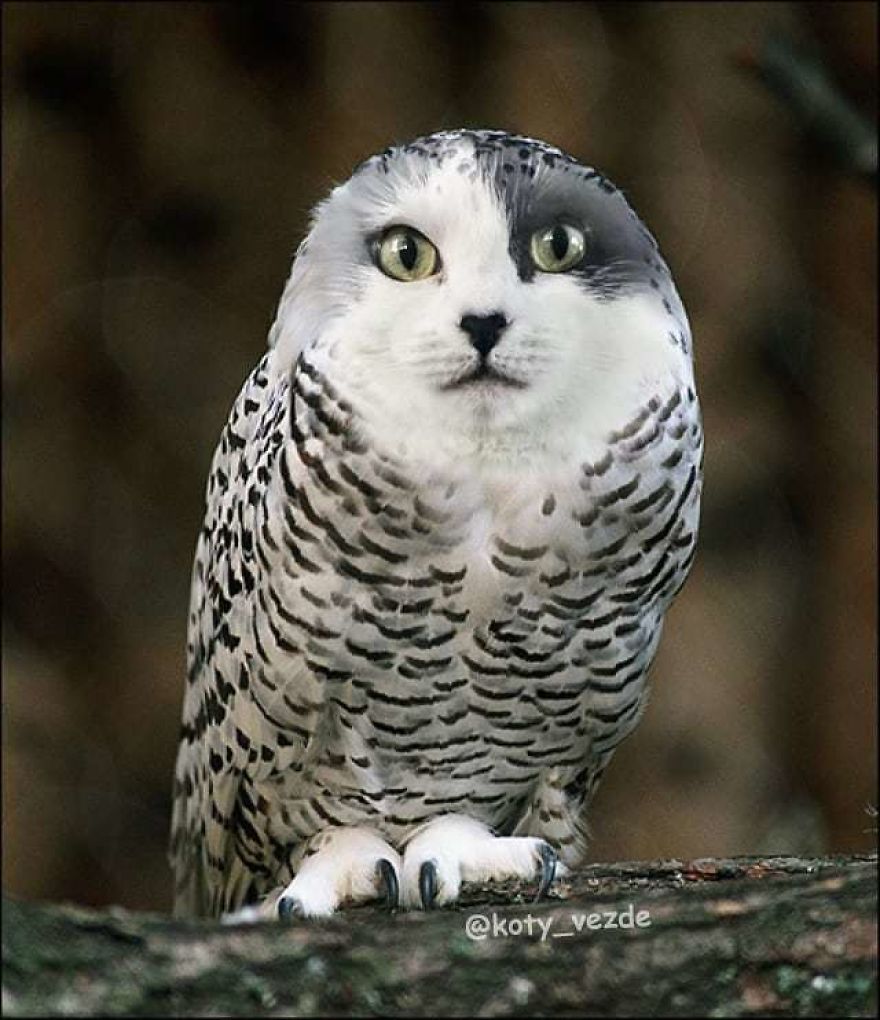 Funny-Animals-Photoshopped-Cats-Koty-Vezde