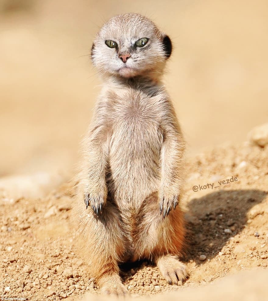 Funny-Animals-Photoshopped-Cats-Koty-Vezde