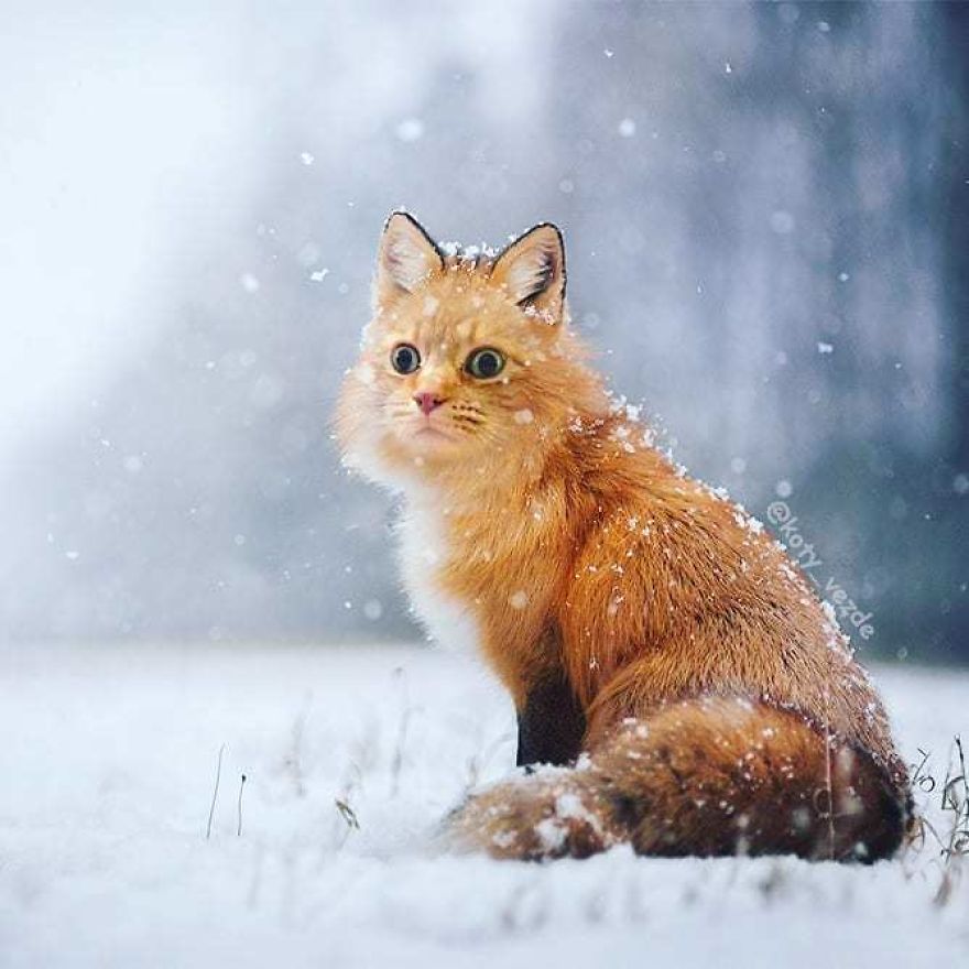 Funny-Animals-Photoshopped-Cats-Koty-Vezde