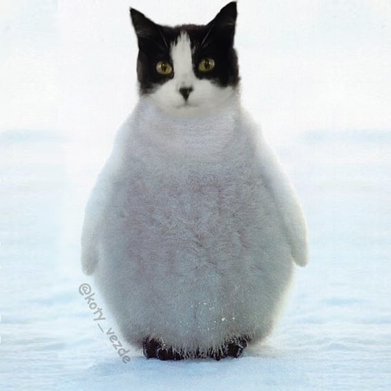 Funny-Animals-Photoshopped-Cats-Koty-Vezde