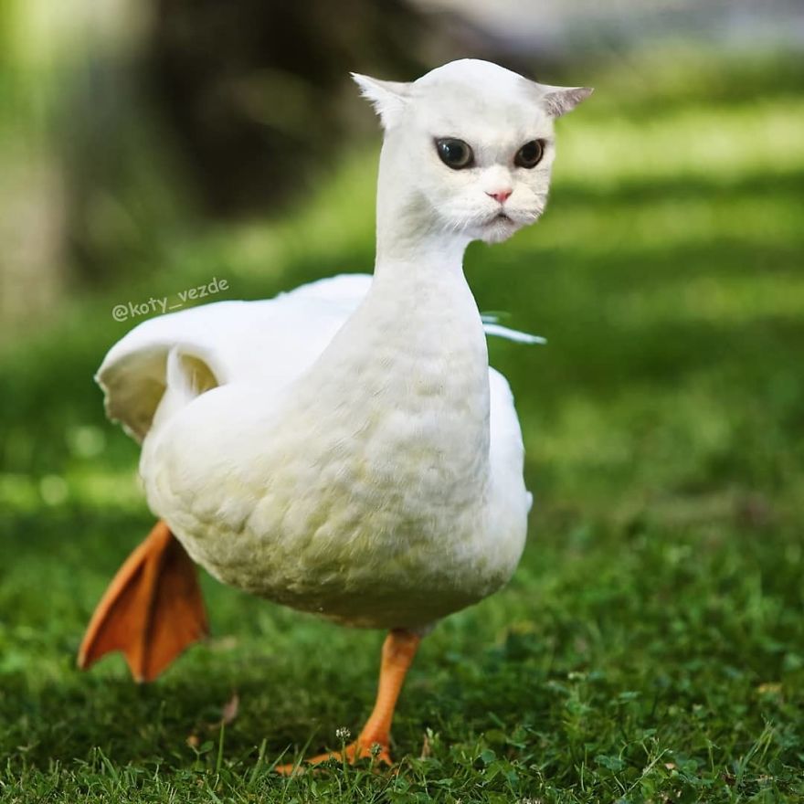 Funny-Animals-Photoshopped-Cats-Koty-Vezde