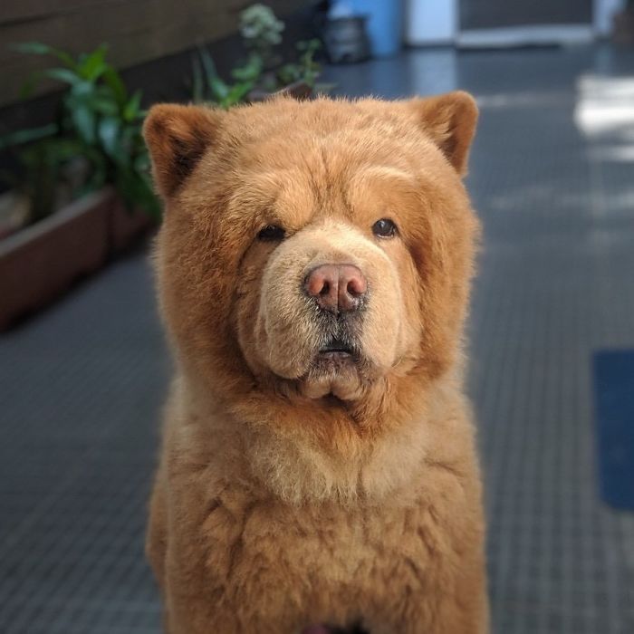 People Do Not Know How To Deal With The Dog "Teddy Bear" That Already Has 430 Thousand Followers