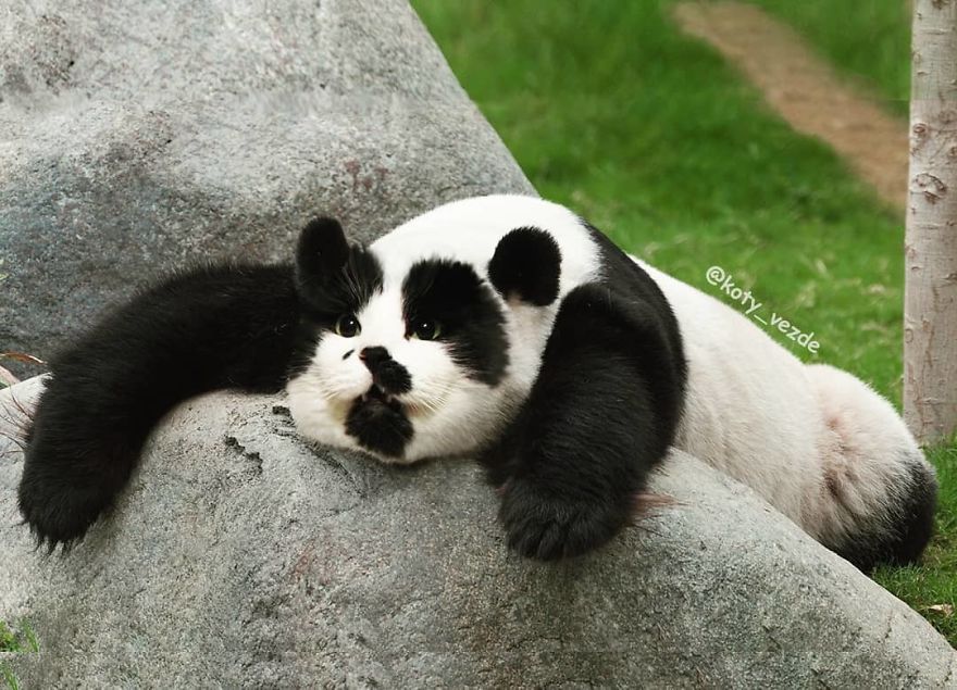 Funny-Animals-Photoshopped-Cats-Koty-Vezde