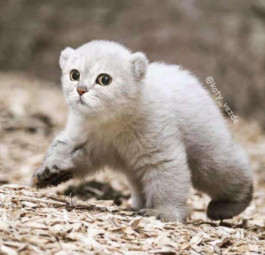 Funny-Animals-Photoshopped-Cats-Koty-Vezde