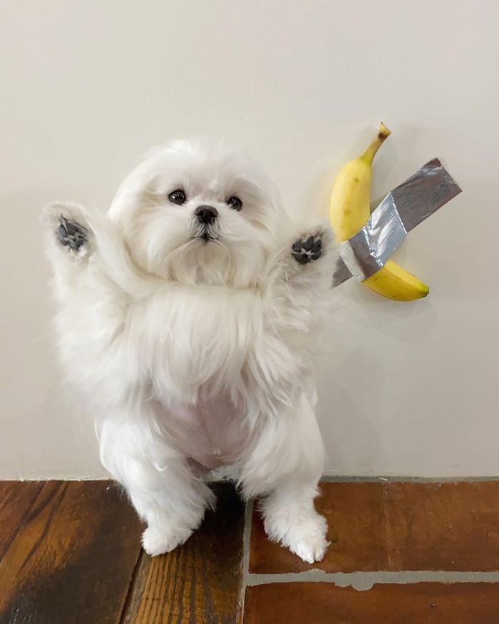 Standing-Maltese-Dog-Coco