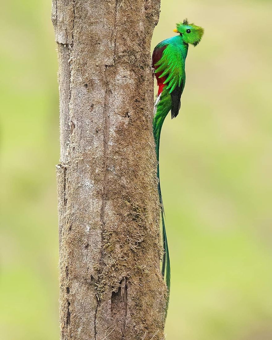 Resplendent Quetzal