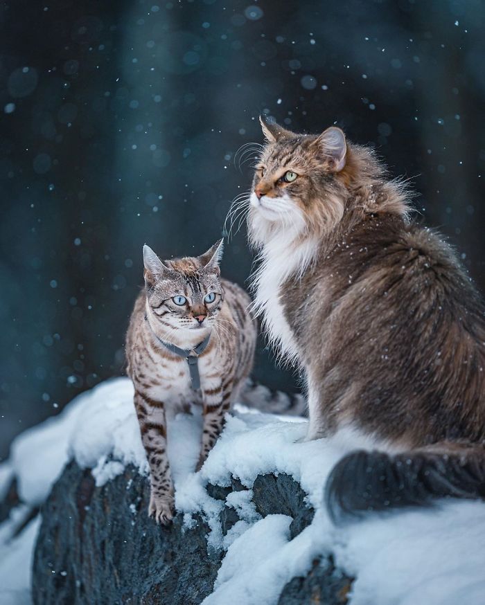 Owners Let Their Norwegian Forest Cat Roam Freely Outside, And He Looks Majestic (32 Pics)