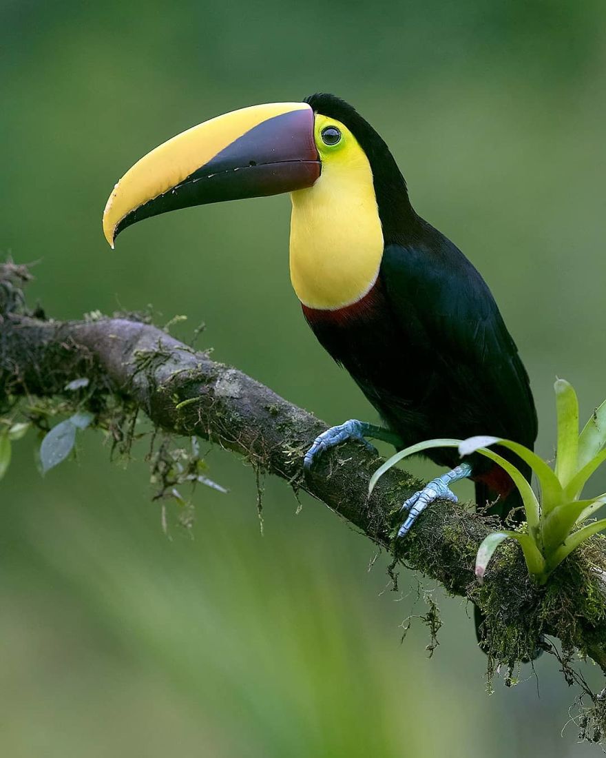 Yellow Throated Toucan
