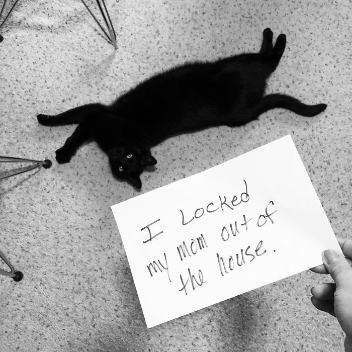 Little Furball Cost Me $65 And An Hour In The Cold