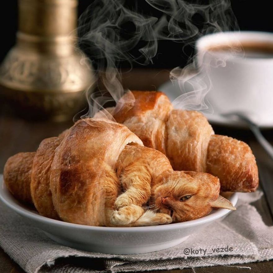 Funny-Animals-Photoshopped-Cats-Koty-Vezde