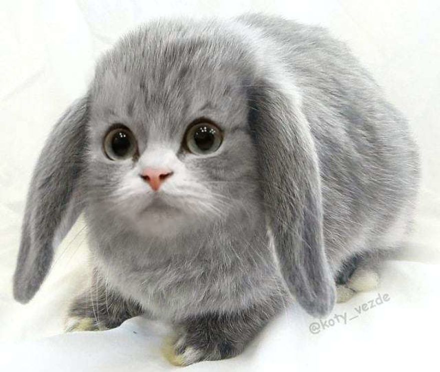 Funny-Animals-Photoshopped-Cats-Koty-Vezde