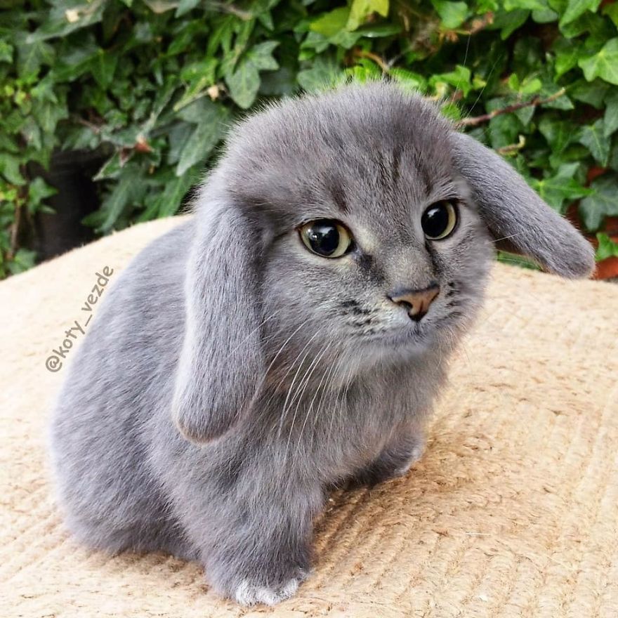 Funny-Animals-Photoshopped-Cats-Koty-Vezde