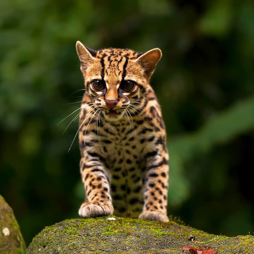 Margay