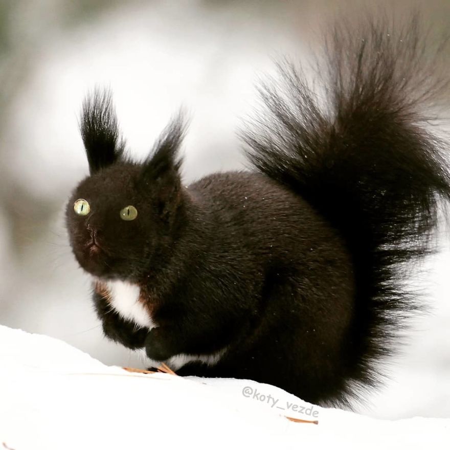 Funny-Animals-Photoshopped-Cats-Koty-Vezde