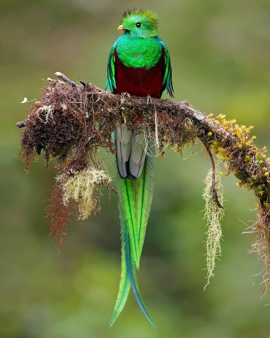 Resplendent Quetzal