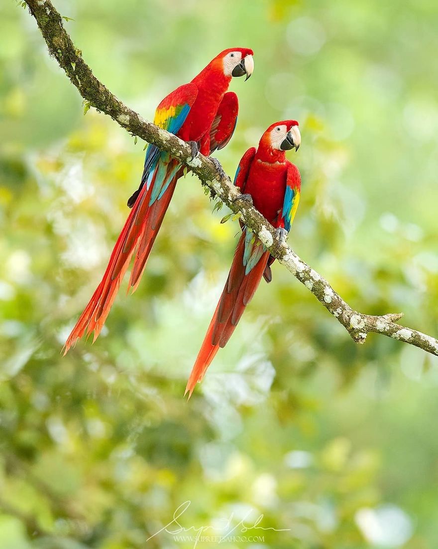 Scarlet Macaws
