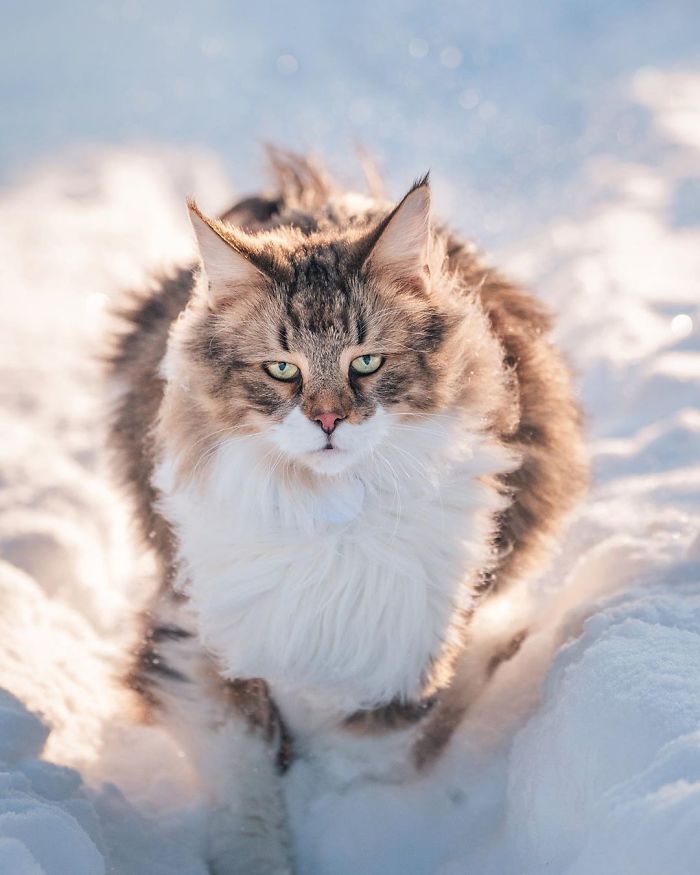 Owners Let Their Norwegian Forest Cat Roam Freely Outside, And He Looks Majestic (32 Pics)