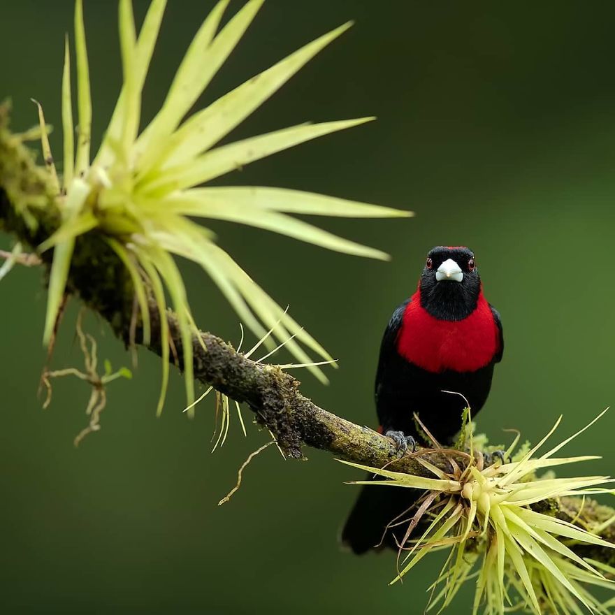 Crimson Collared Tanager