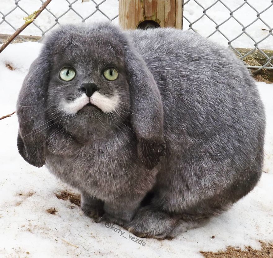 Funny-Animals-Photoshopped-Cats-Koty-Vezde